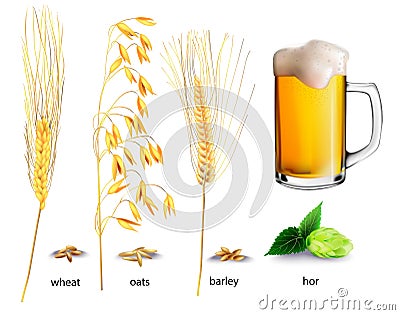 Ingredients for brewing beer. Realistic vector illustration of plants and glasses of beer. Vector Illustration